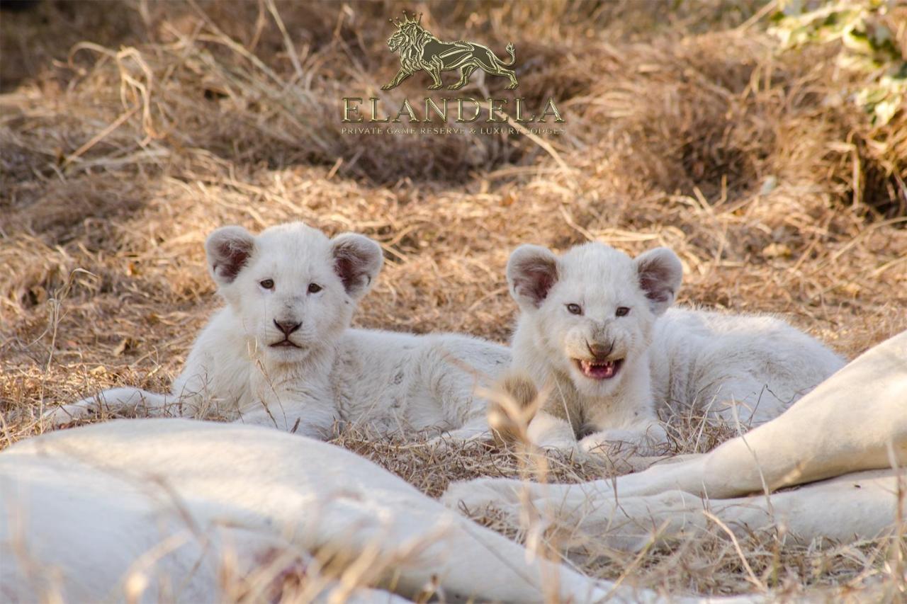 הודספרויט Elandela Private Game Reserve And Luxury Lodge מראה חיצוני תמונה