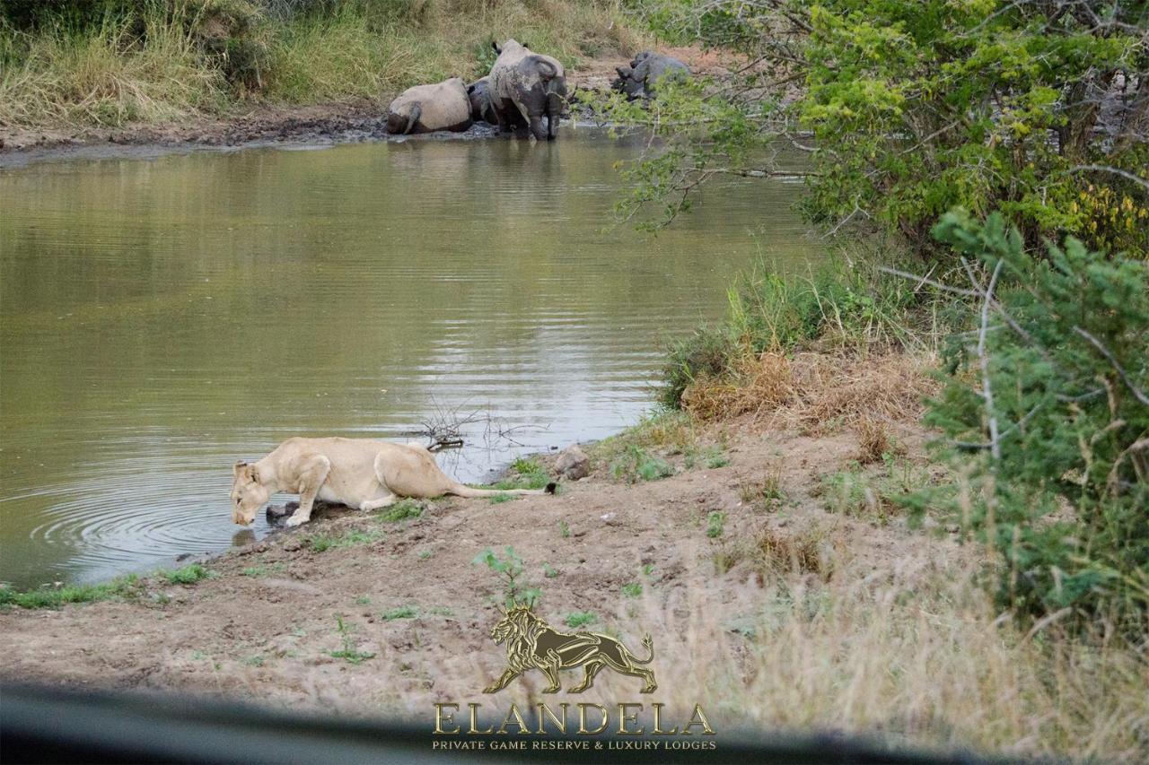 הודספרויט Elandela Private Game Reserve And Luxury Lodge מראה חיצוני תמונה