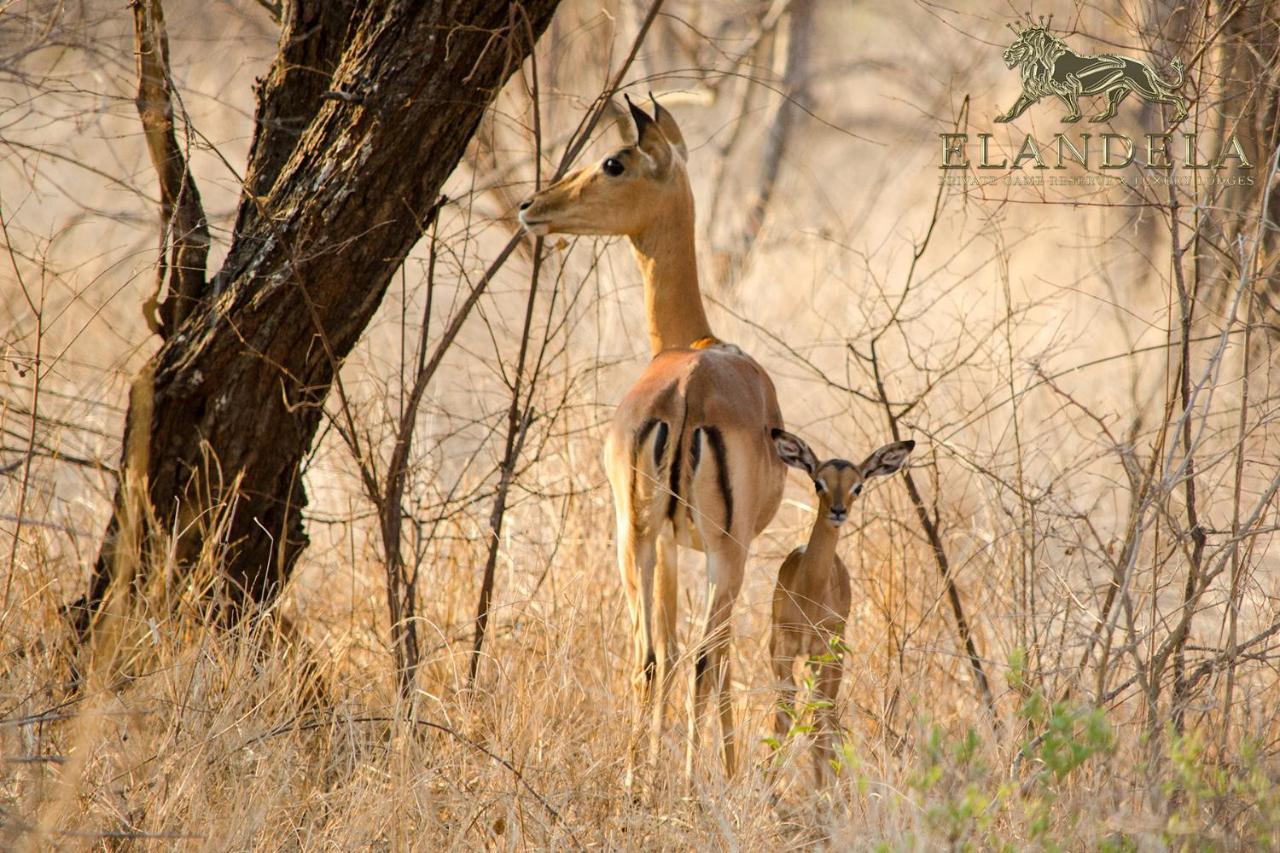 הודספרויט Elandela Private Game Reserve And Luxury Lodge מראה חיצוני תמונה