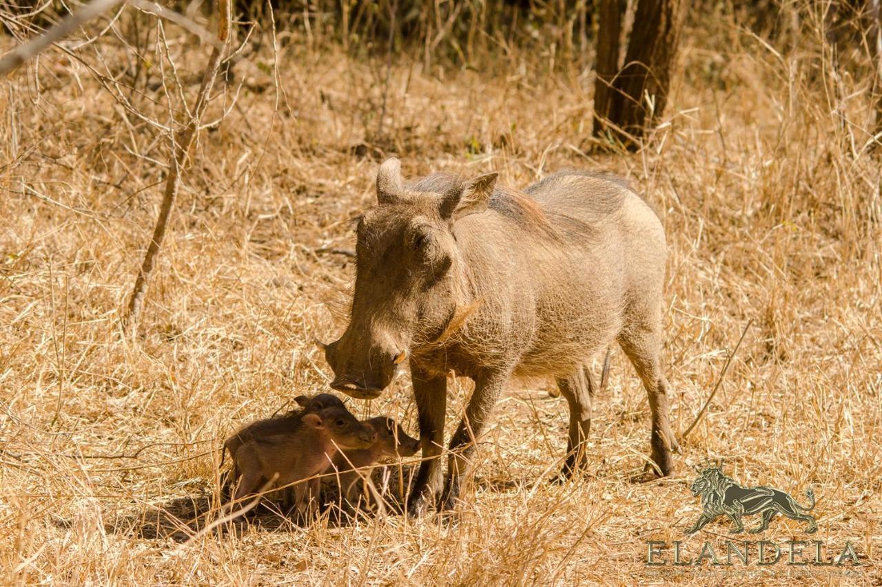 הודספרויט Elandela Private Game Reserve And Luxury Lodge מראה חיצוני תמונה