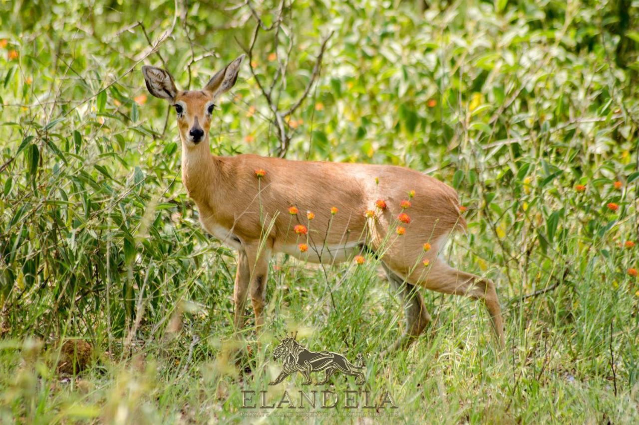 הודספרויט Elandela Private Game Reserve And Luxury Lodge מראה חיצוני תמונה