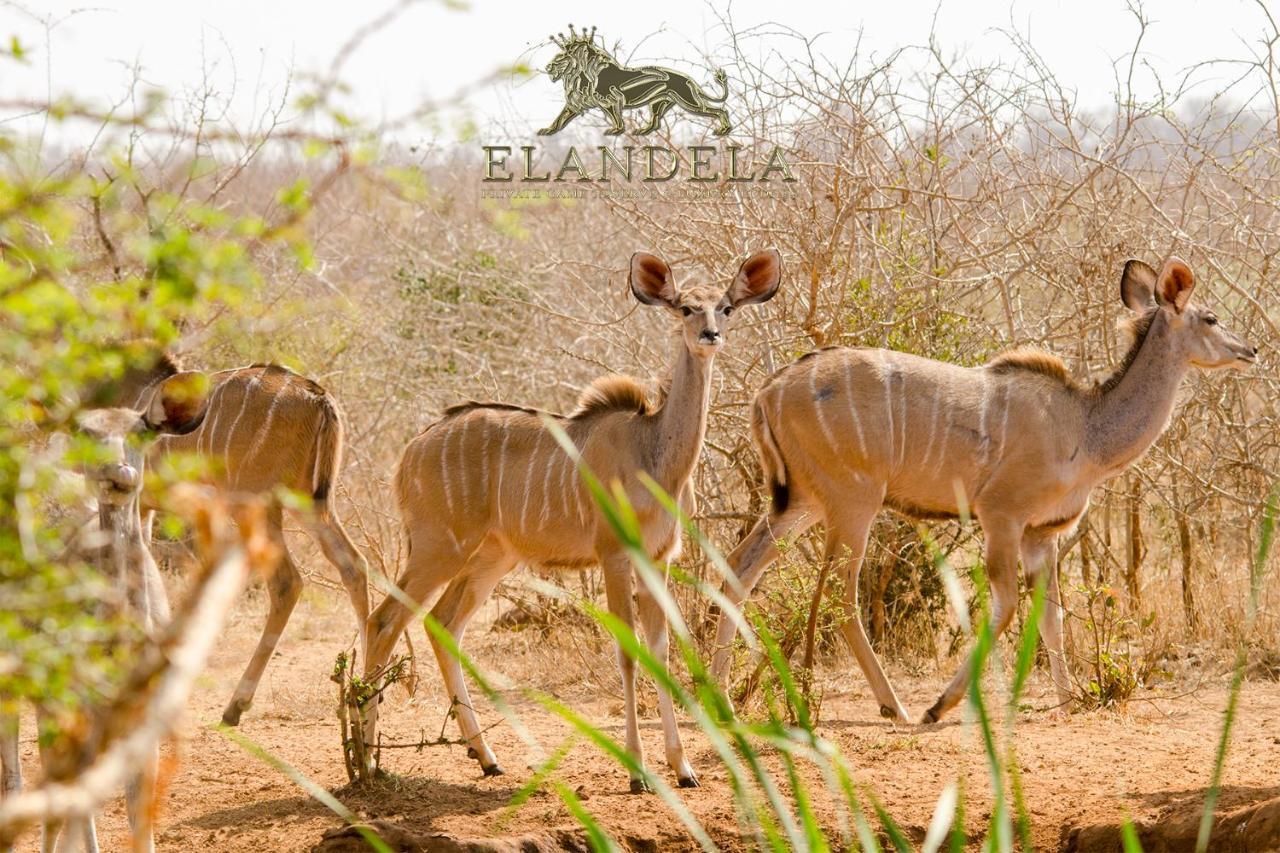 הודספרויט Elandela Private Game Reserve And Luxury Lodge מראה חיצוני תמונה