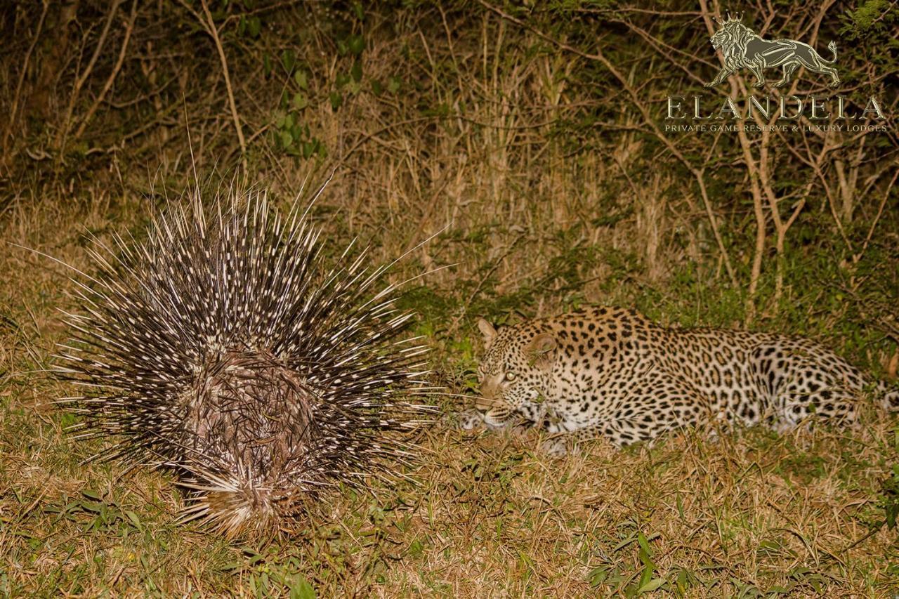 הודספרויט Elandela Private Game Reserve And Luxury Lodge מראה חיצוני תמונה